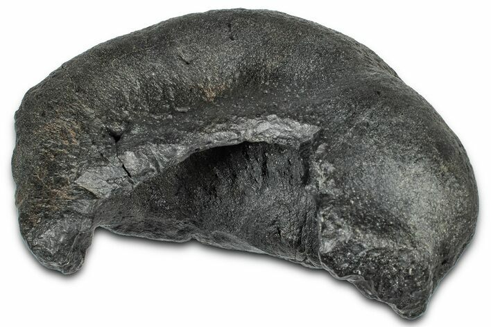 Huge Fossil Whale Ear Bone - South Carolina #360212